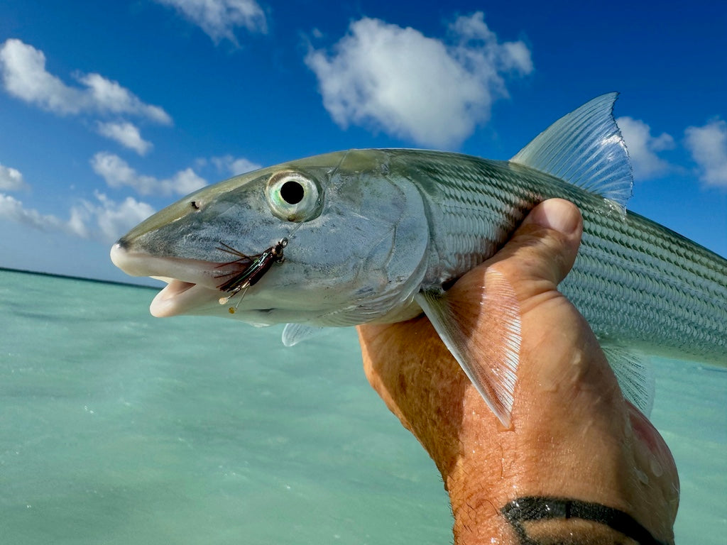 Bonefish Torpedo Shrimp Mix Pack's