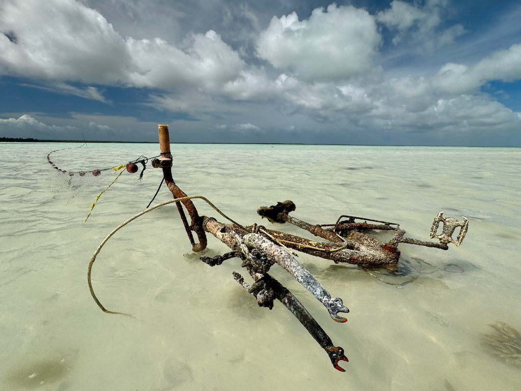 Barred Sand Shrimp