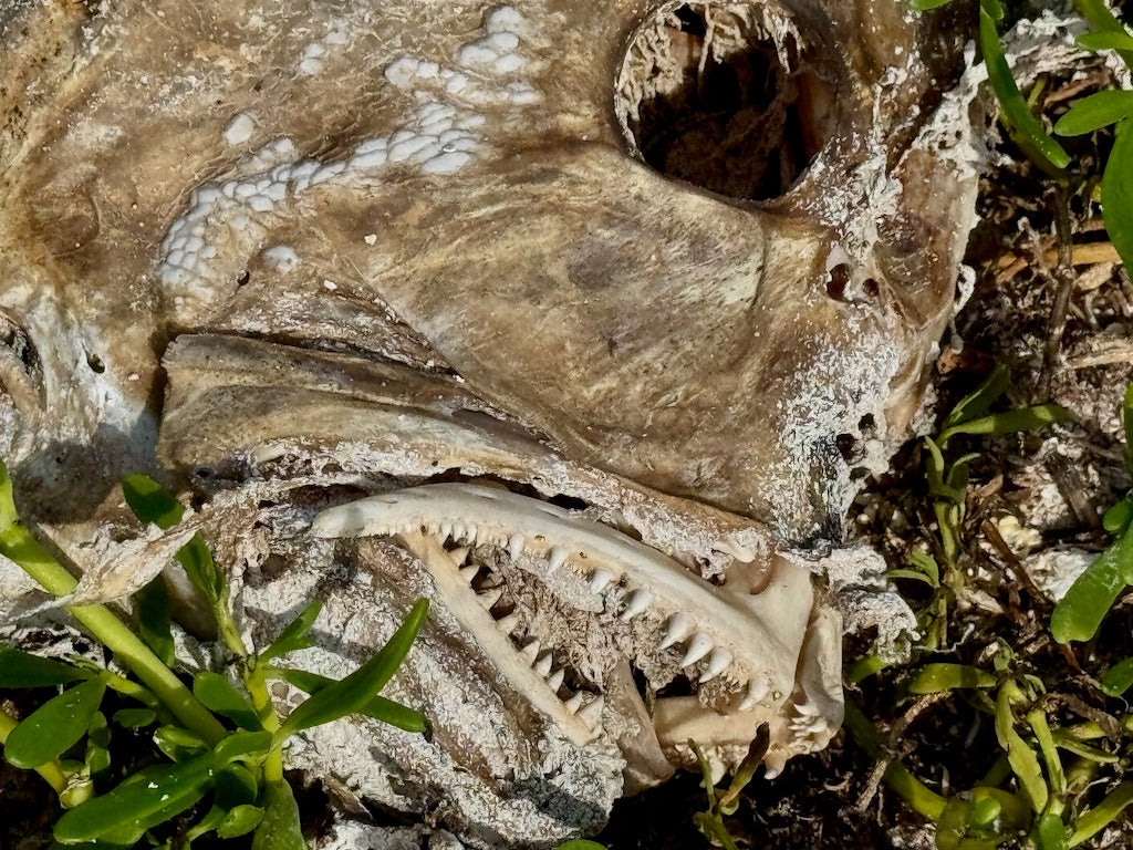 JIMMY WAS A ROCKSTAR