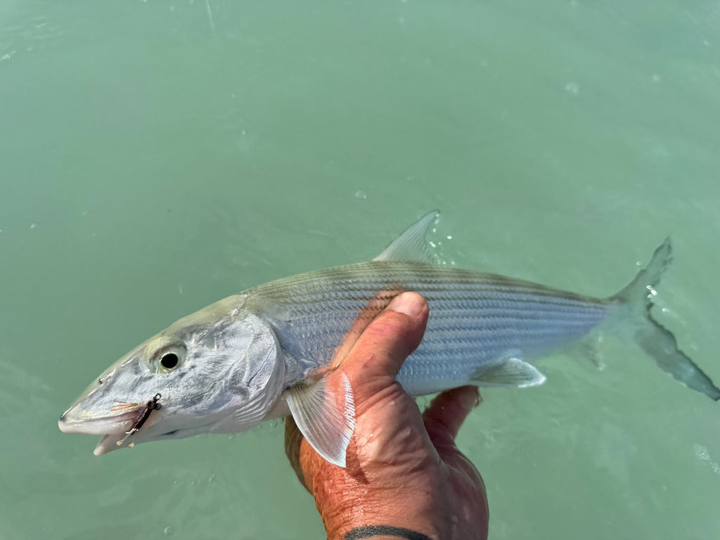 Bonefish Torpedo Shrimp Mix Pack's