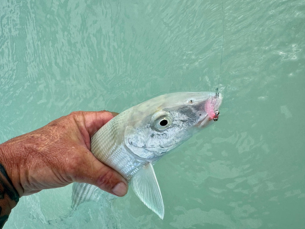 Bonefish Torpedo Shrimp Mix Pack's