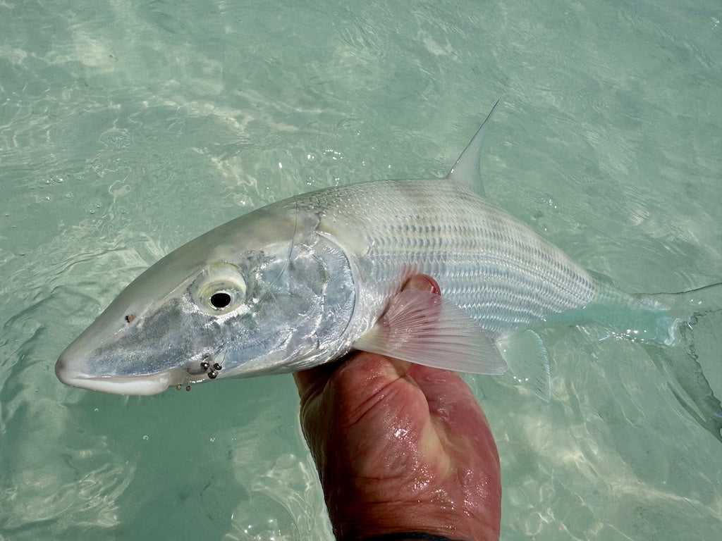 Bonefish Torpedo Shrimp Mix Pack's
