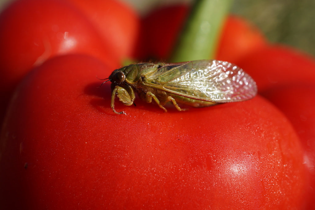 Deadly Cicada-Olive