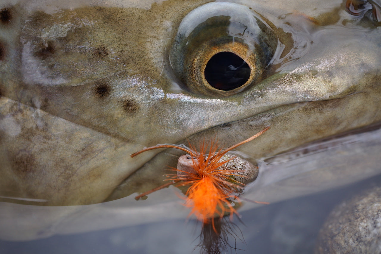 Custom Fly Pack's - Freshwater or Saltwater