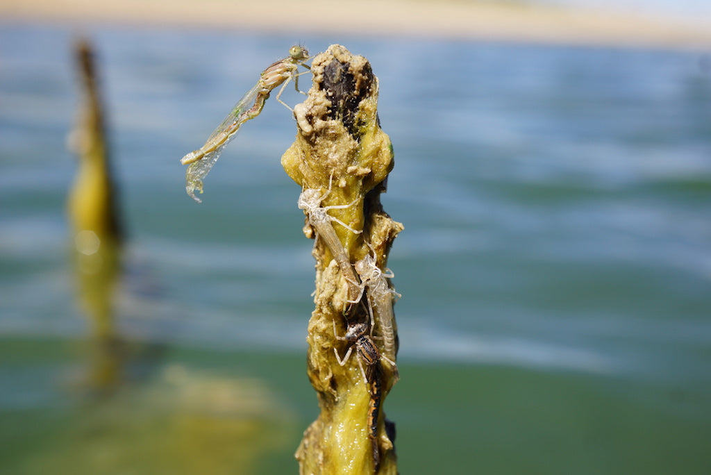 Deadly Damsel Nymph Mix Pack's