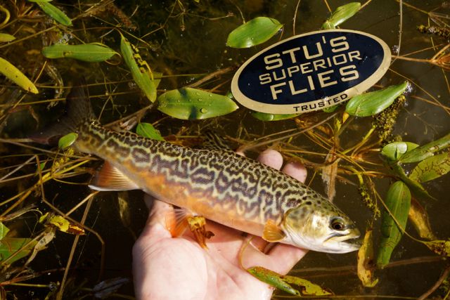 Loaded 4-Lake Nymph Mix-Slim Fly Boxes.