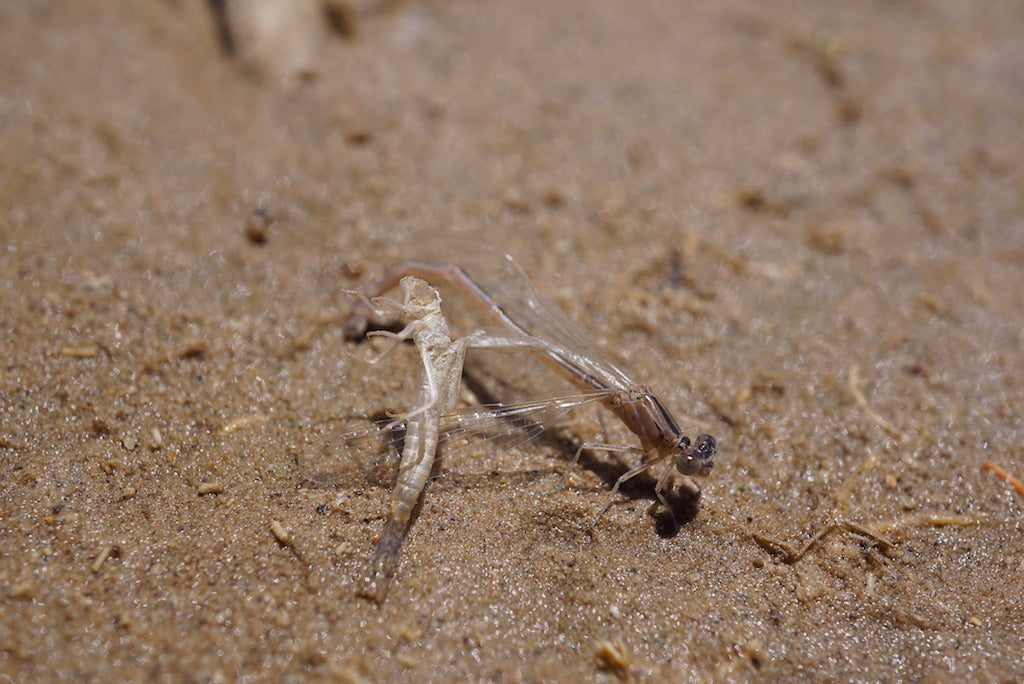 Skinny Damsel Dry Fly Mix Pack's
