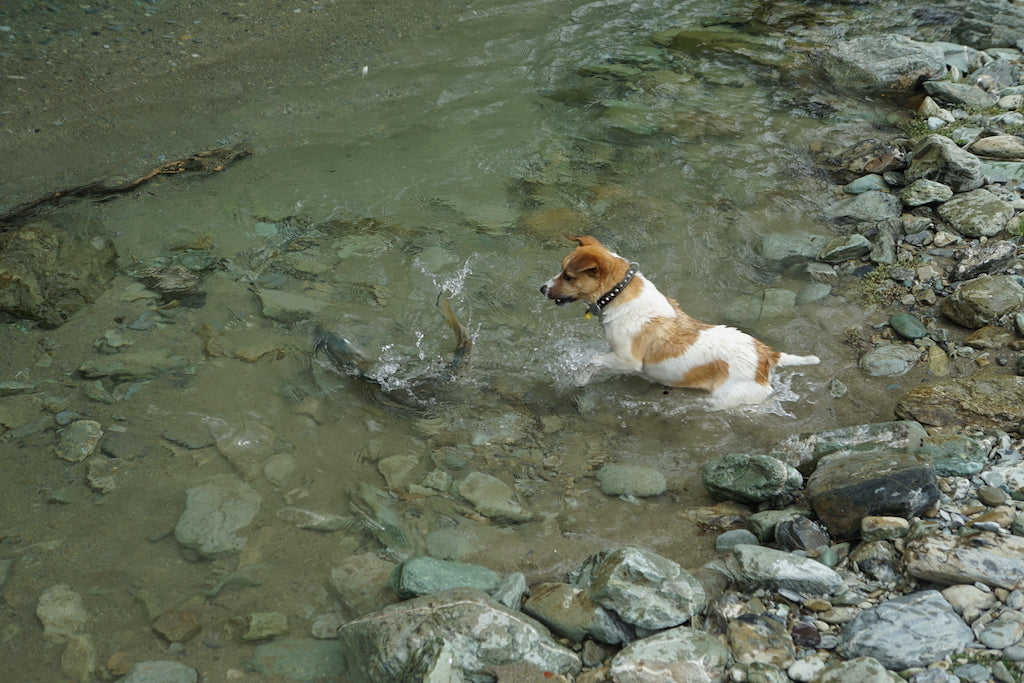 Deadly Worm Mix Pack's