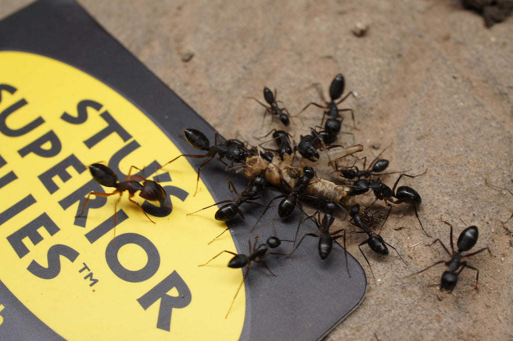Deadly Ant