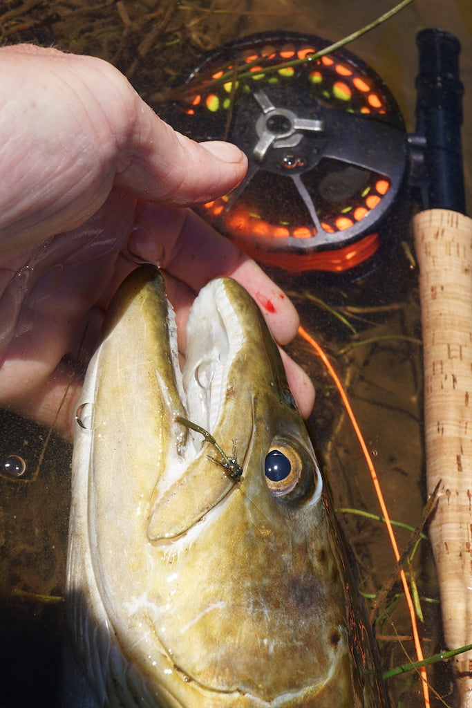 Famous NZ Trout-Sticker-Green-Deadly Damsel