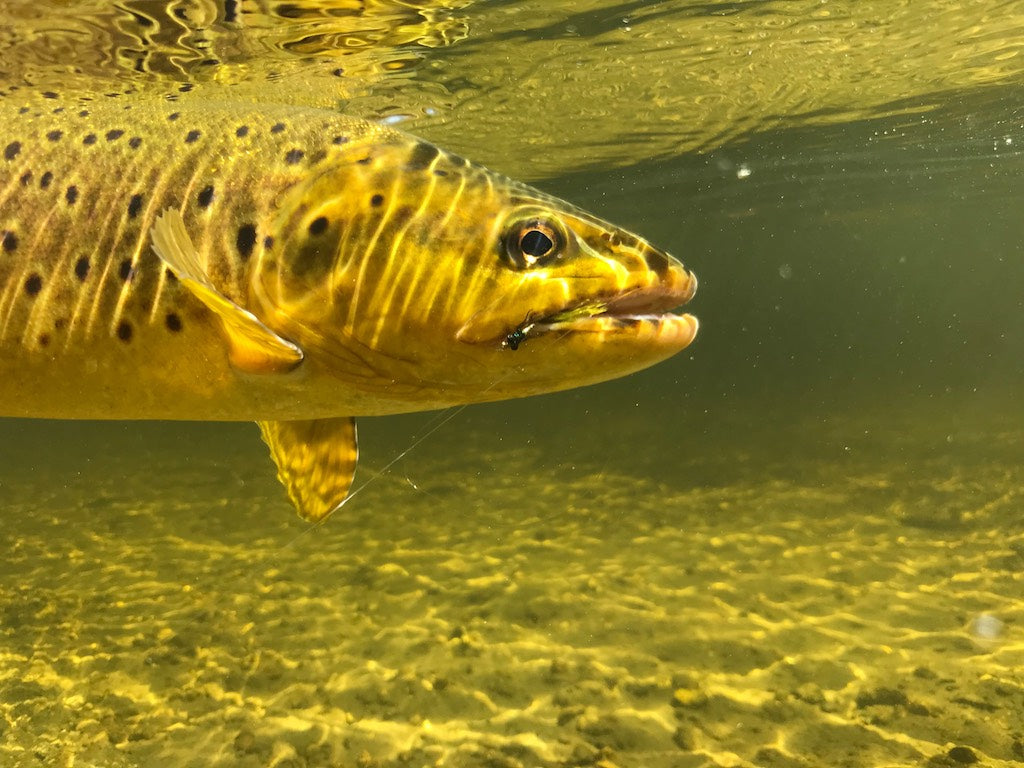 Loaded 4-Lake Nymph Mix-Slim Fly Boxes.