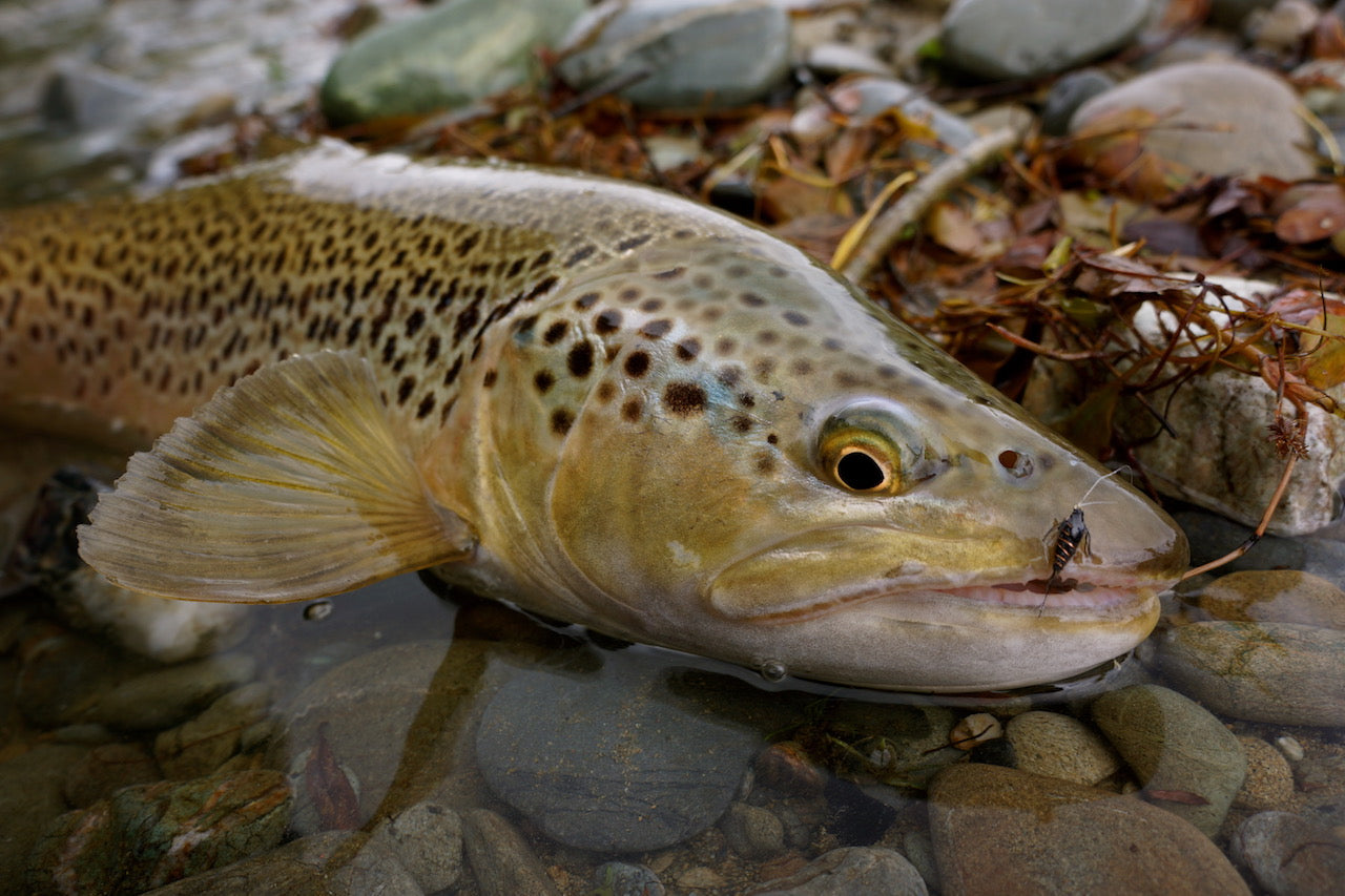 Superior Nymph Mix Packs