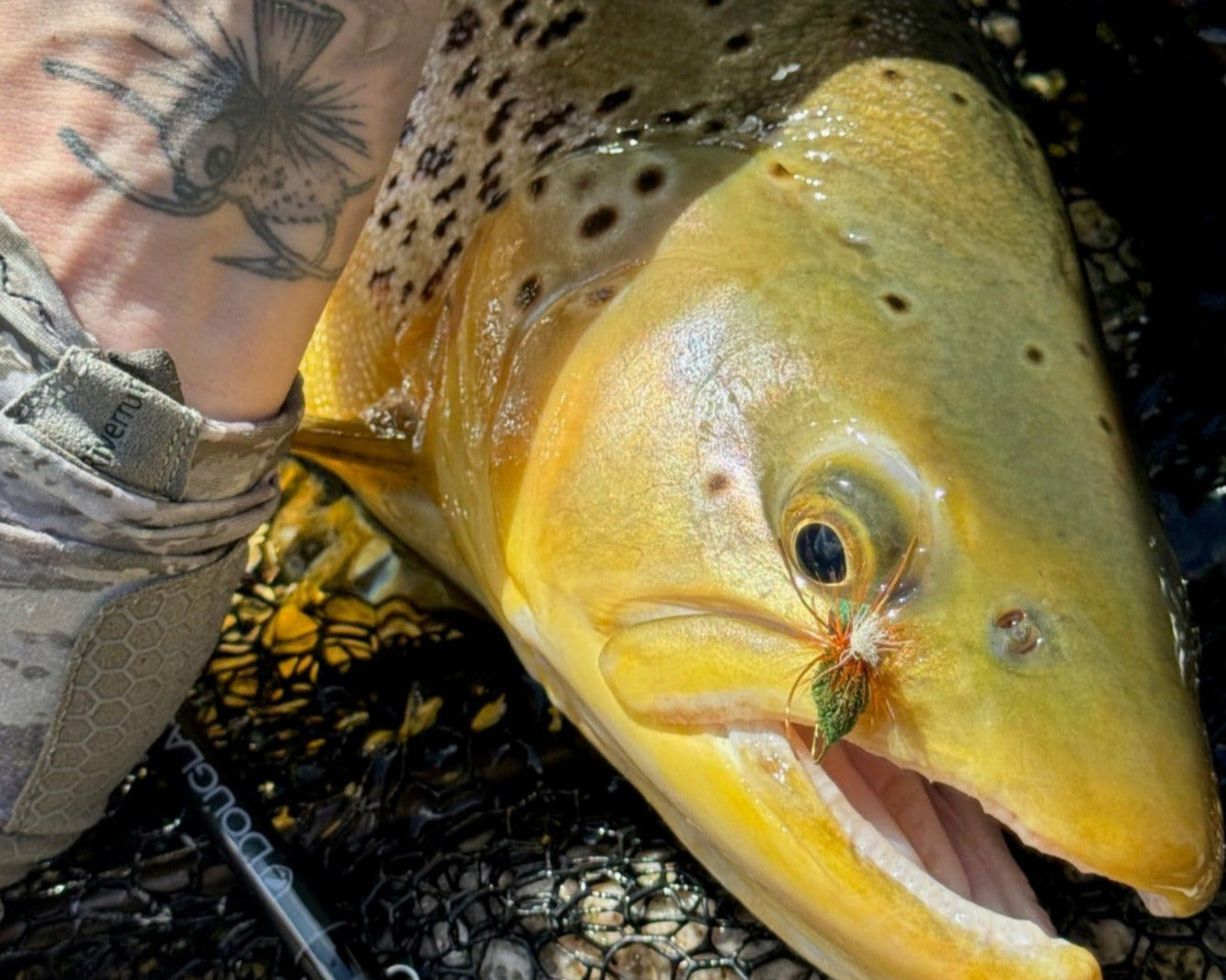 Deadly Cicada Mix Pack's