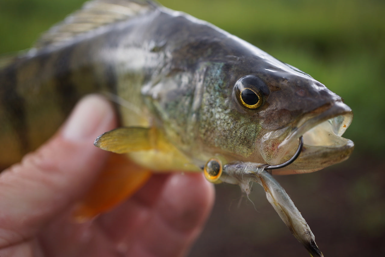 Deadly Minnow Baitfish Mix Pack's