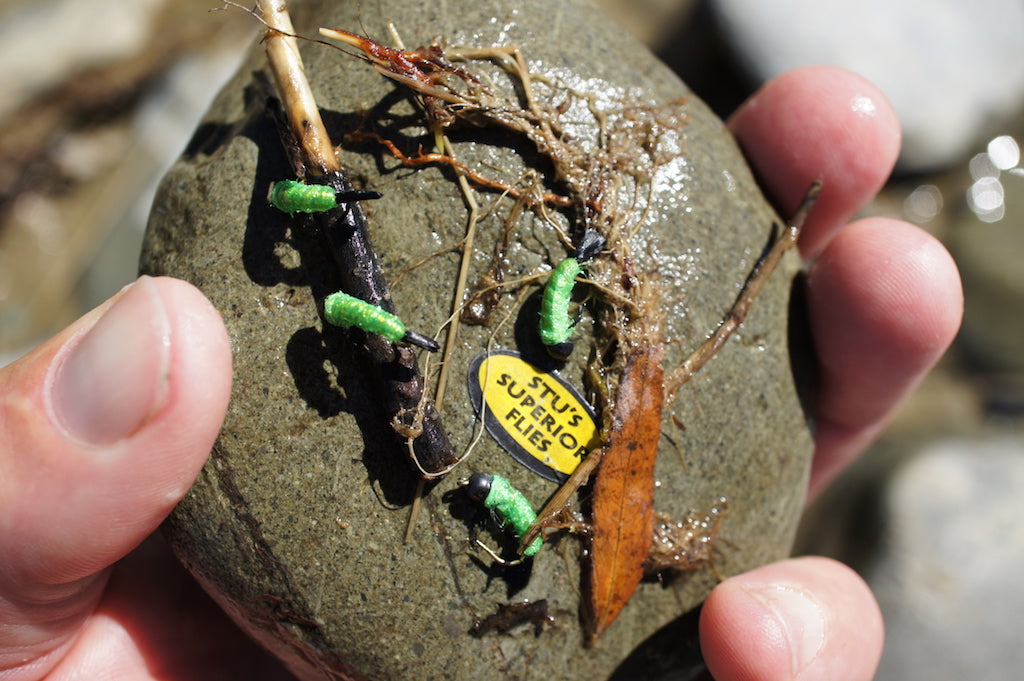 Caddis Larvae