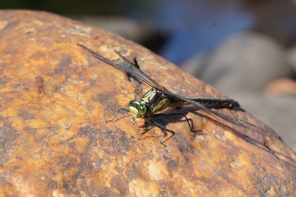 Adult Dragonfly