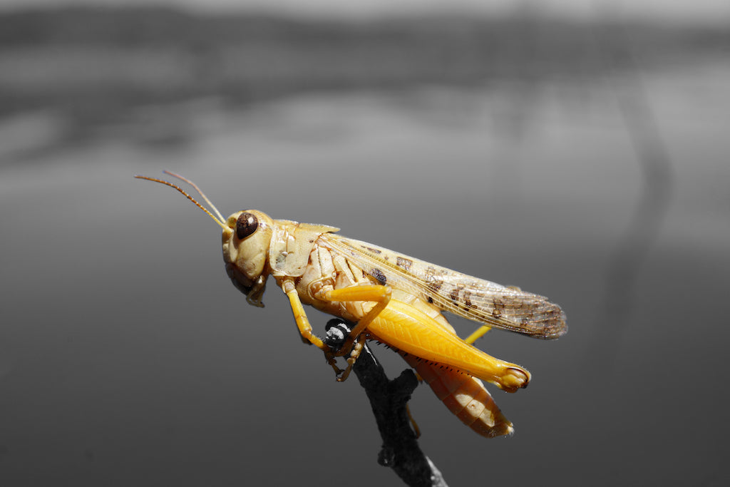 Deadly Hopper/Cricket