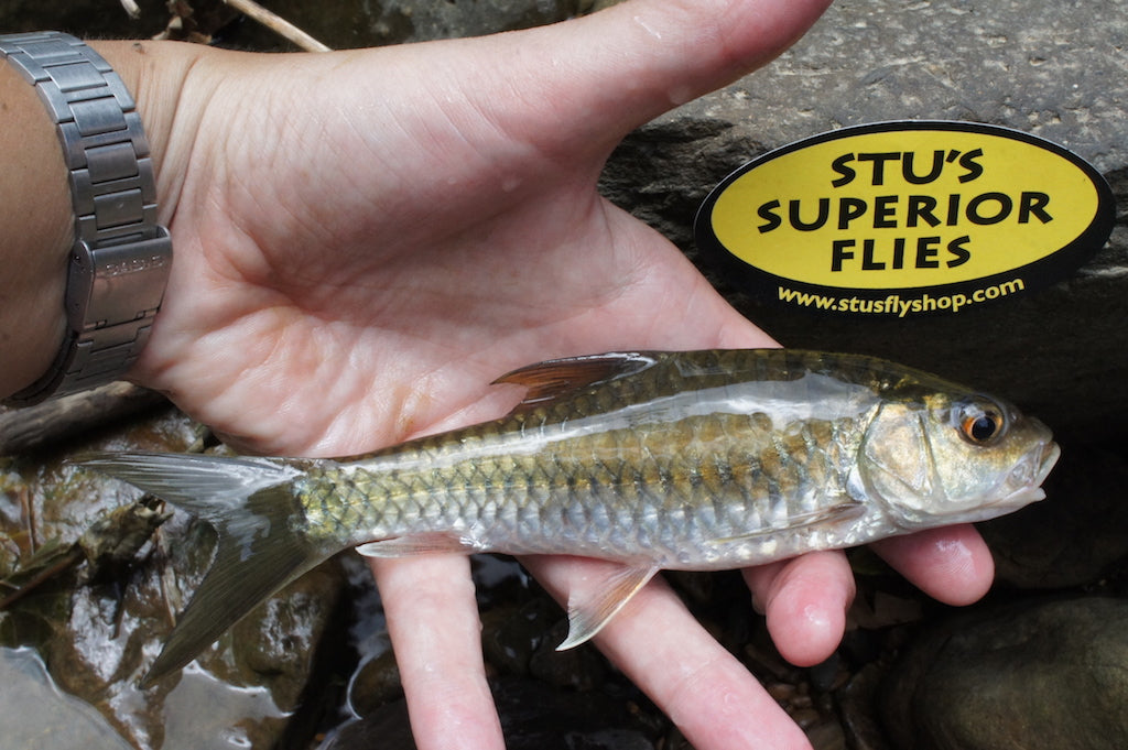 Famous NZ Trout-Sticker-Orange