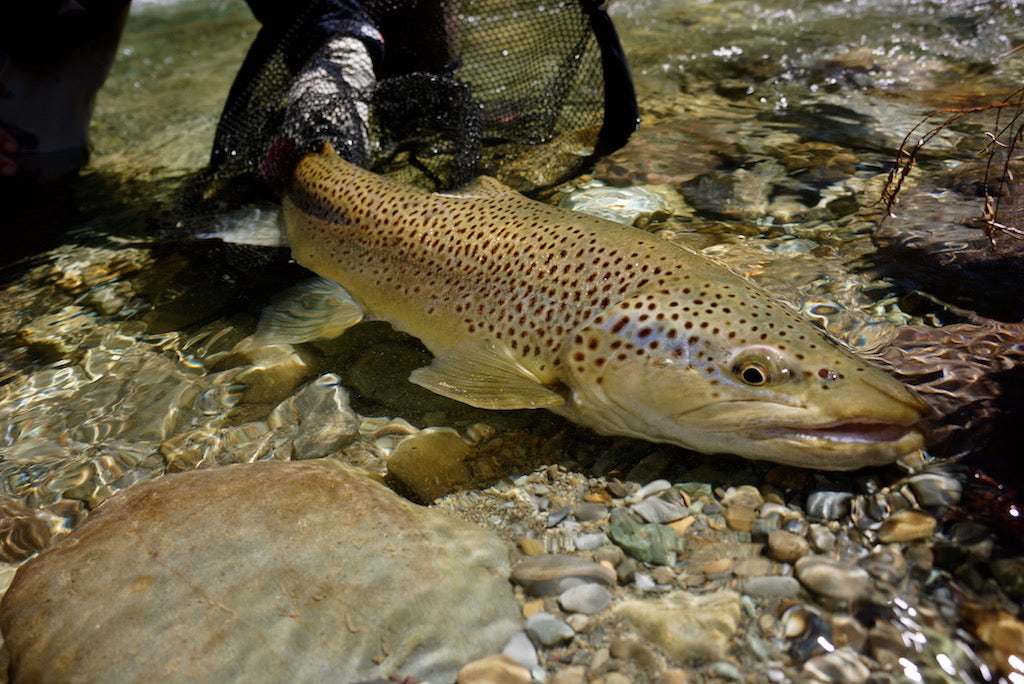 Hi-Viz-CDC Mayfly Emerger