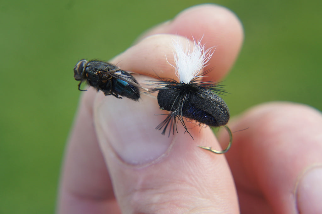 Deadly Blowfly