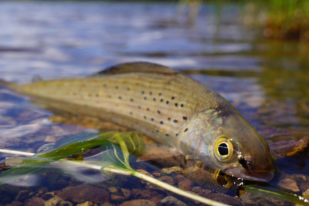 Loaded 14-Deadly Nymph-Mayfly-Slim Fly Box.