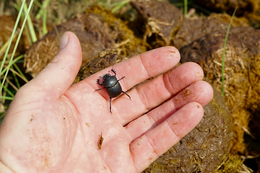 Bionic Beetle's