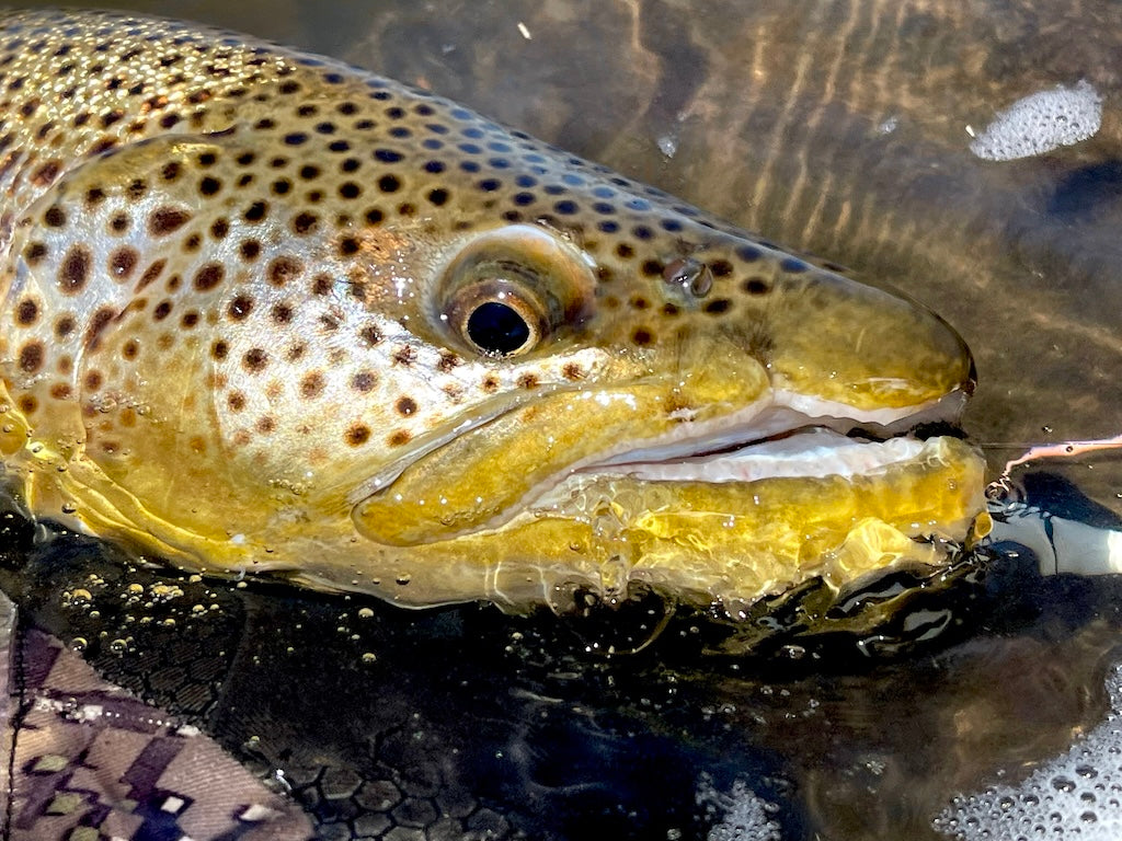 Famous NZ Trout-Sticker-Orange-Deadly Nymph