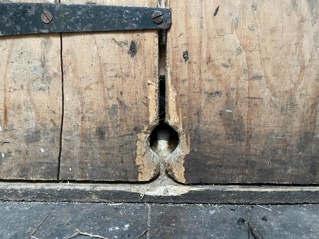 Bionic Mouse Fly-Popper/Predator