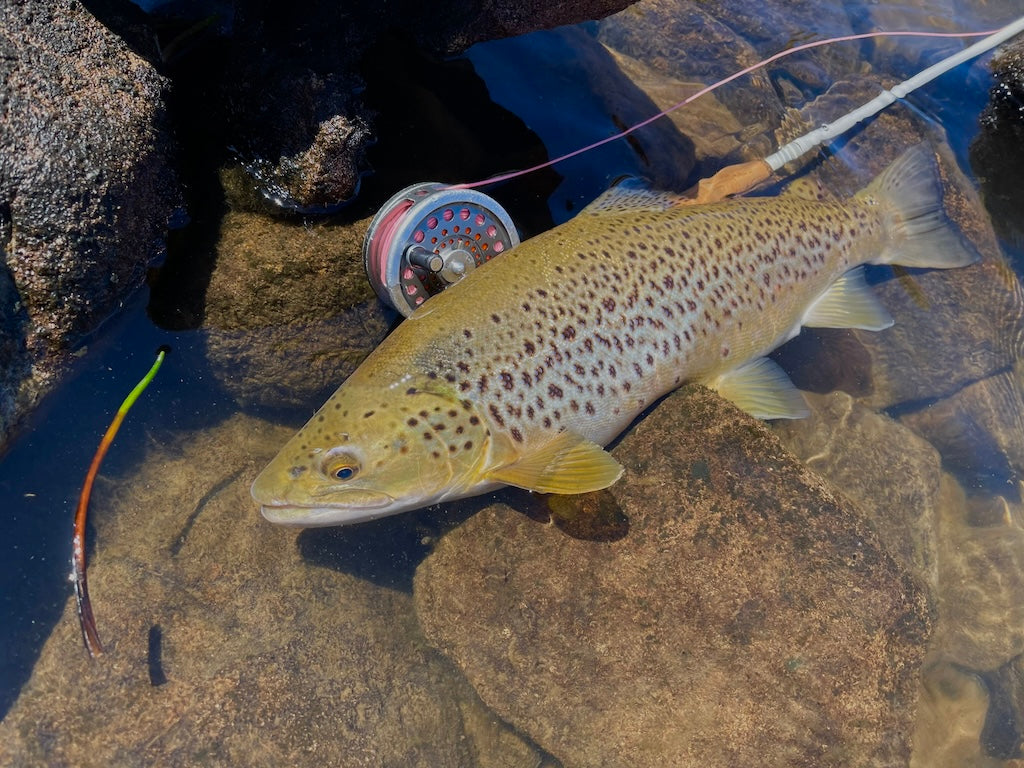 Deadly Damsel Nymph