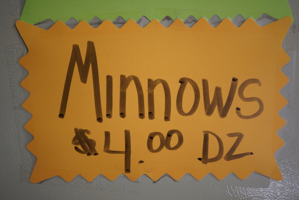 Deadly Minnow-Barred