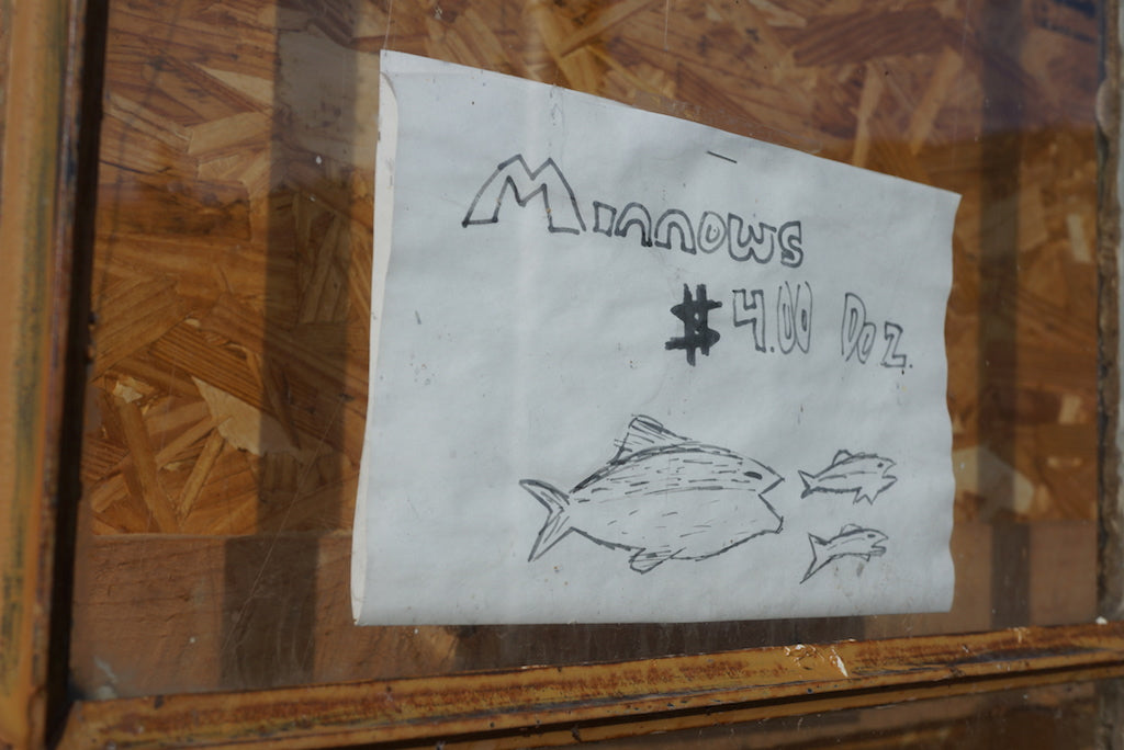 Deadly Minnow-Barred