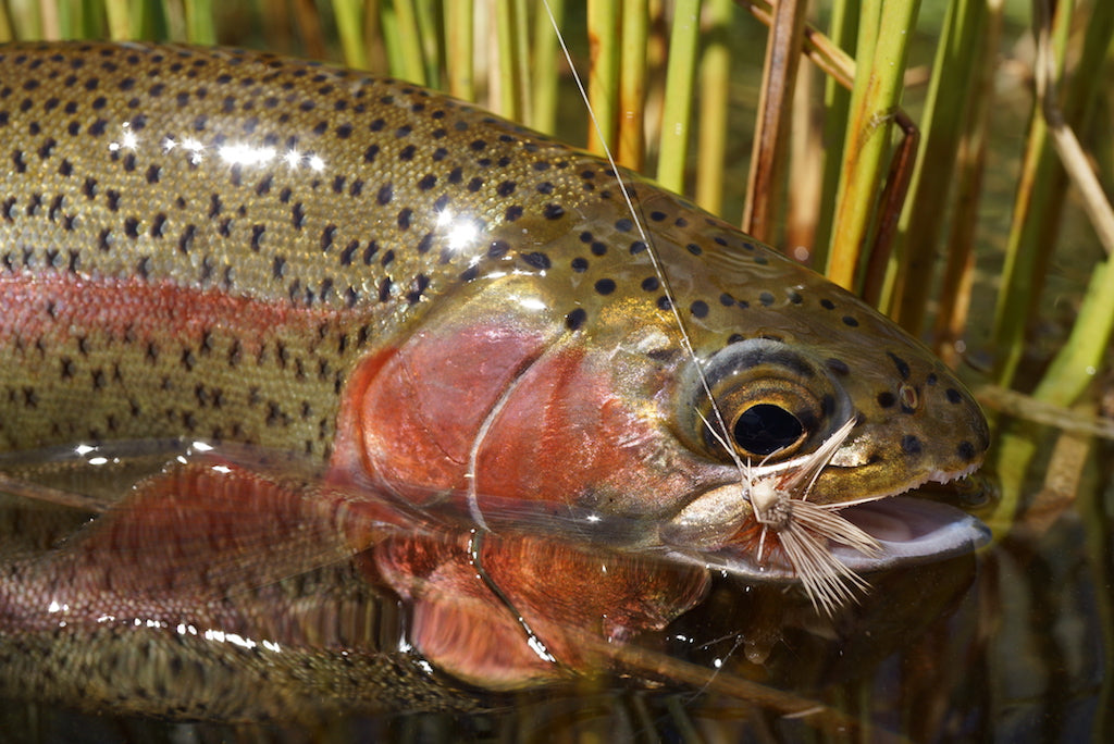Hi-Viz Elk Hair Caddis
