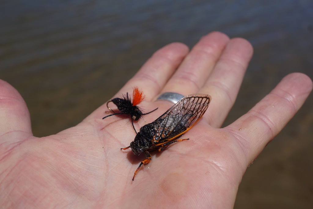 Deadly Cicada-Black