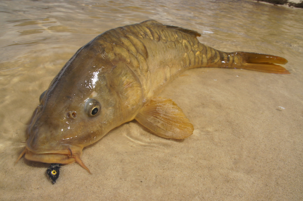 The Gimp-A Fish Record Fly.
