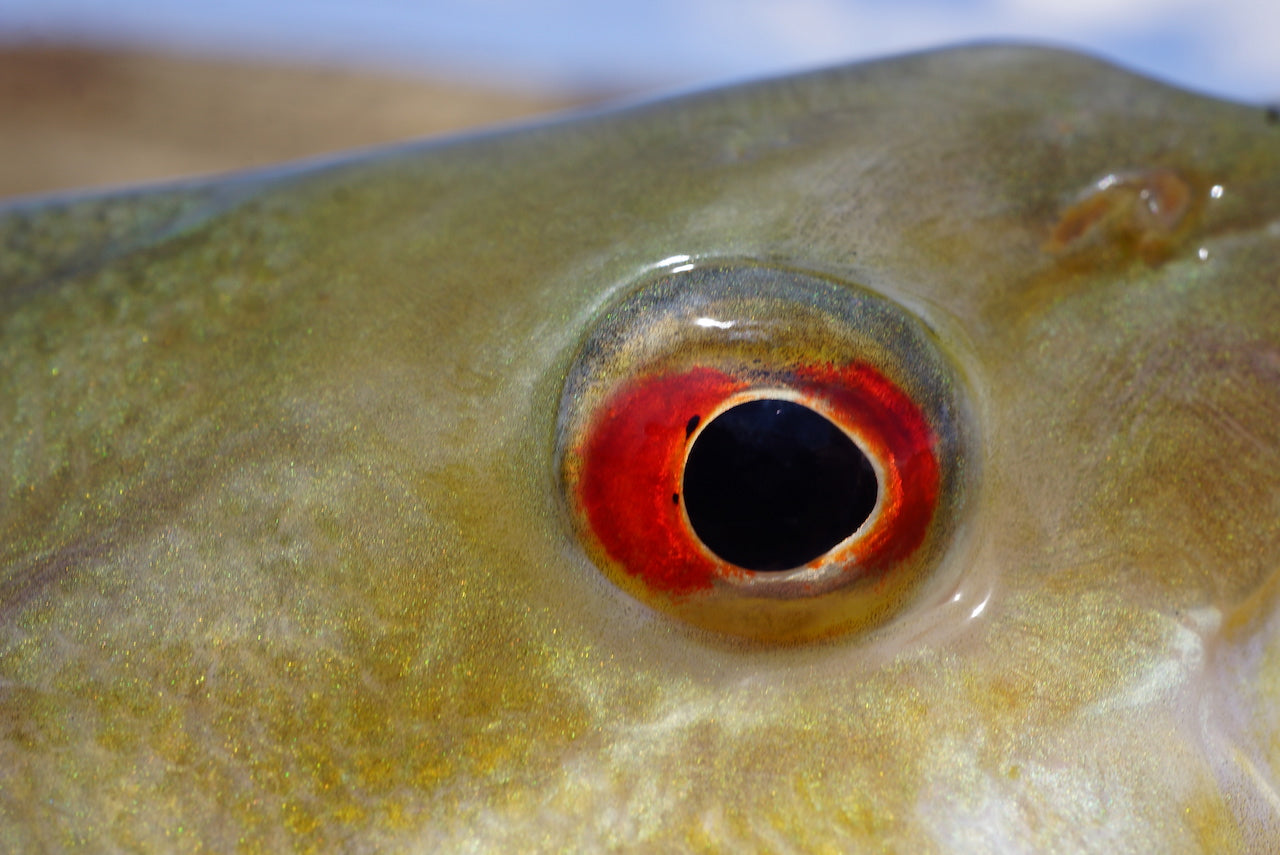 Killer Minnow-Glow In Dark & UV- Lumo Baitfish.