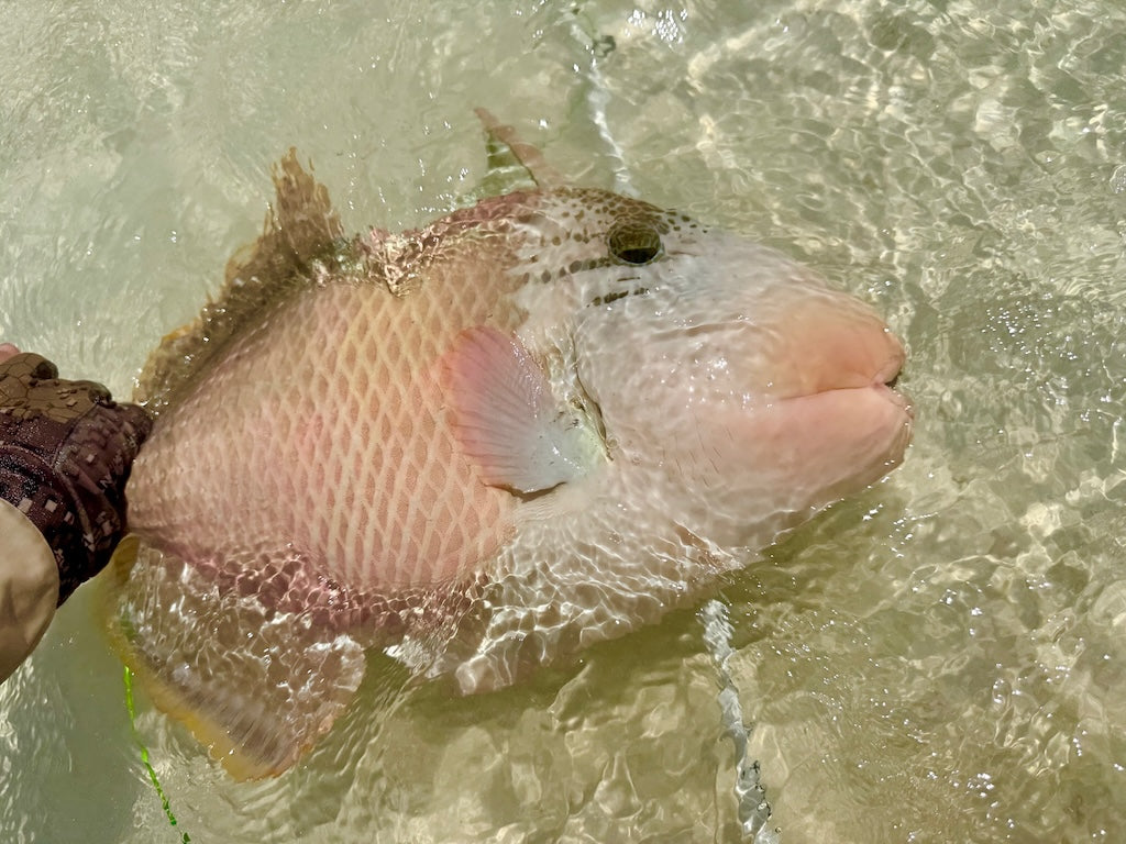 Barred Sand Shrimp - Large