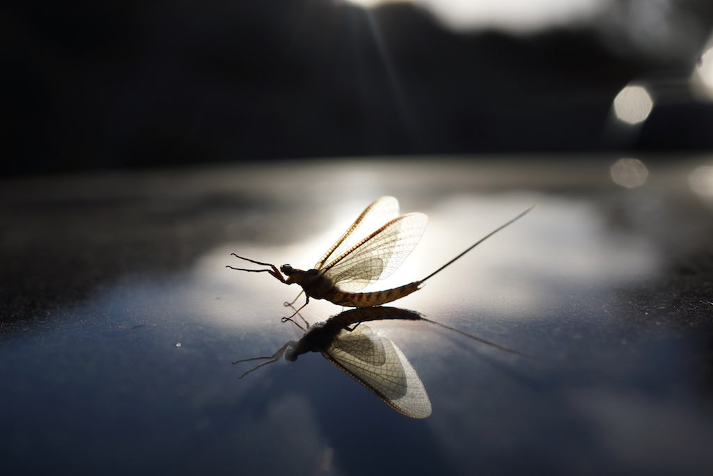 Deadly Mayfly Spent Spinner-Hi Viz