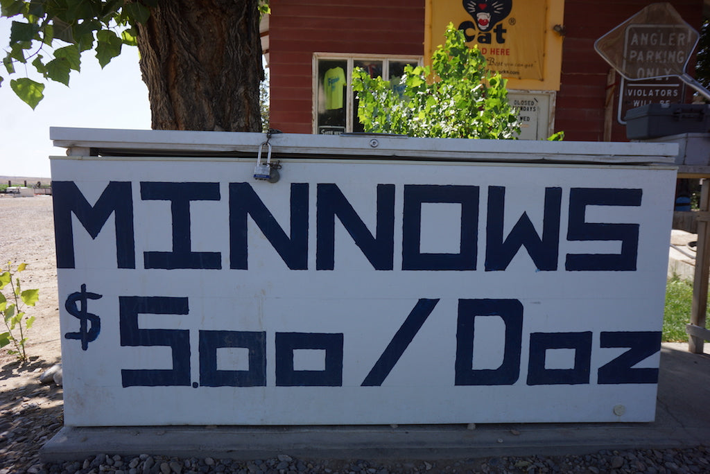 Sexy Minnow-The Ultimate Baitfish/Smelt