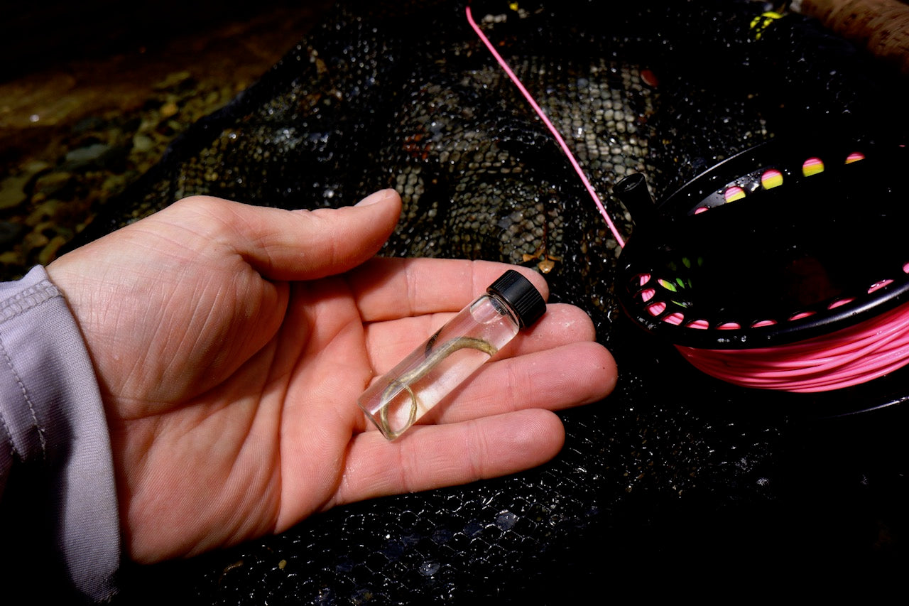 Bionic Mouse Fly-Popper/Predator