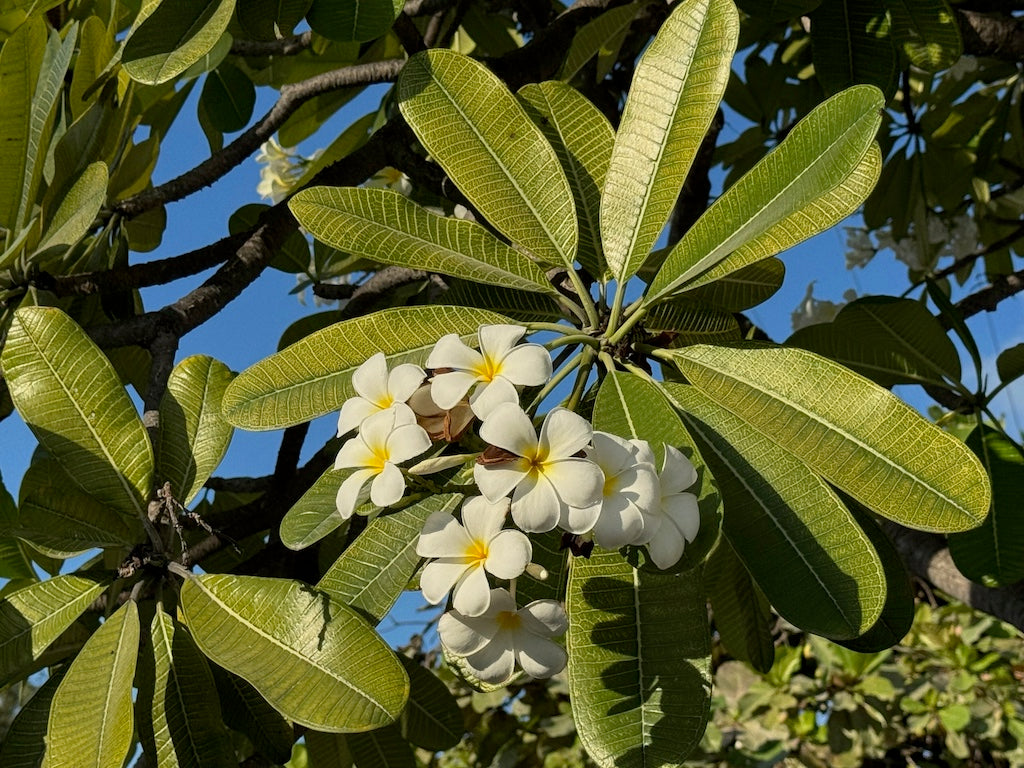 Bonefish Torpedo Shrimp Mix Pack's