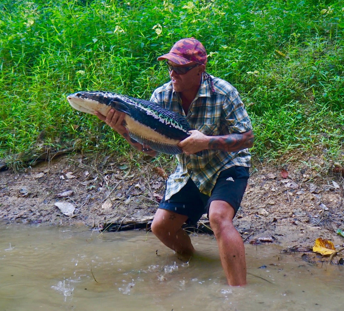 Jungle Blues