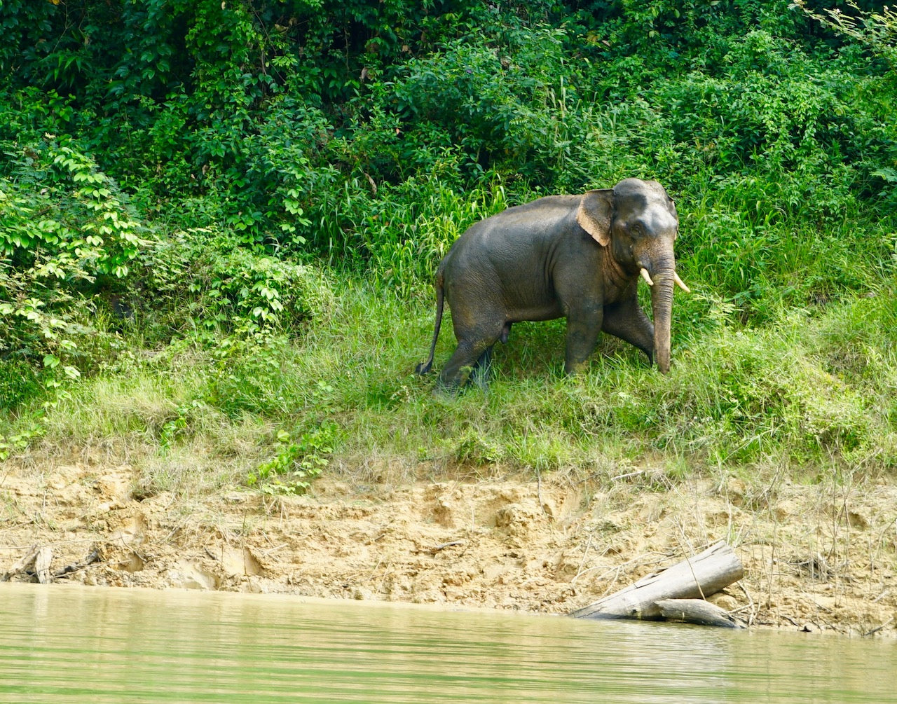 Jungle Blues