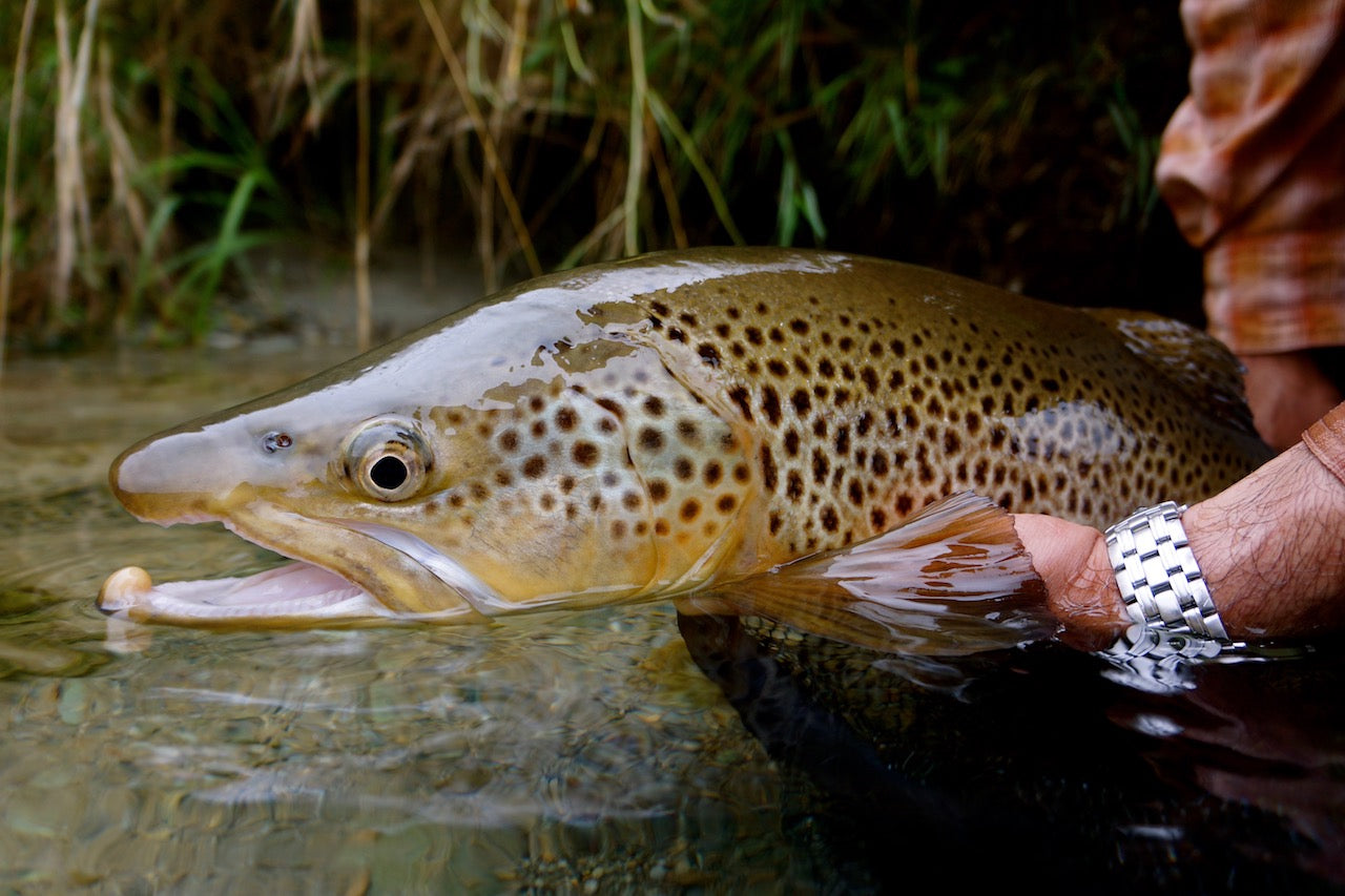 Caddis & Creeper Larvae Mix Pack's