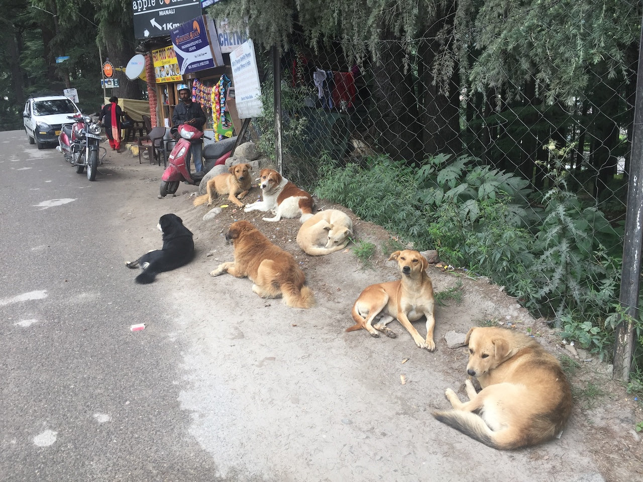 Out Come The Dogs