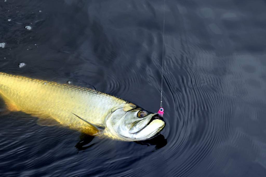 Devastator Baitfish Fly Mix Pack's