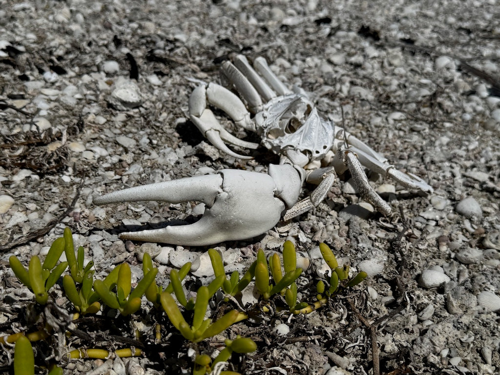 Deadly Crab
