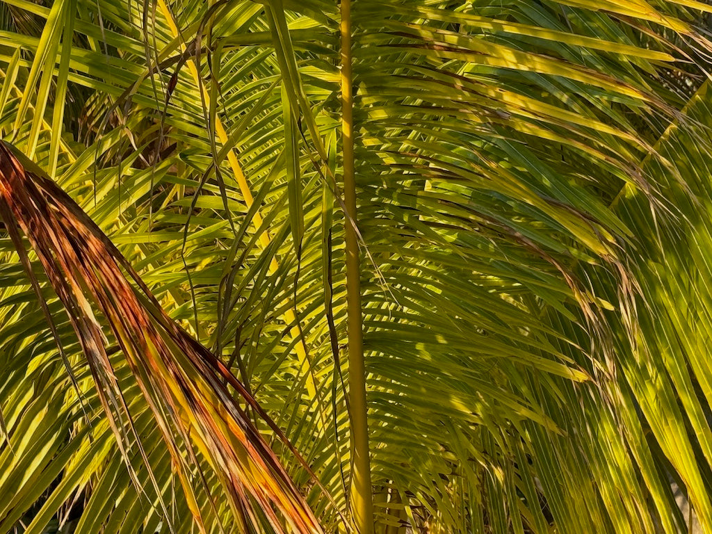 The Jungle Mix Packs