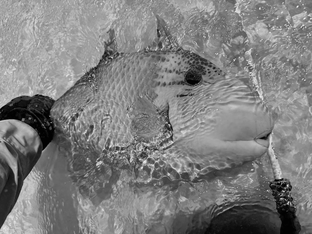 Flexi Crab - Triggerfish - Supa strong hook