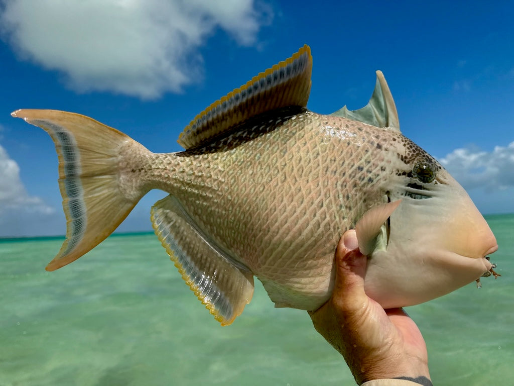 Sand Shrimp Mix Pack's