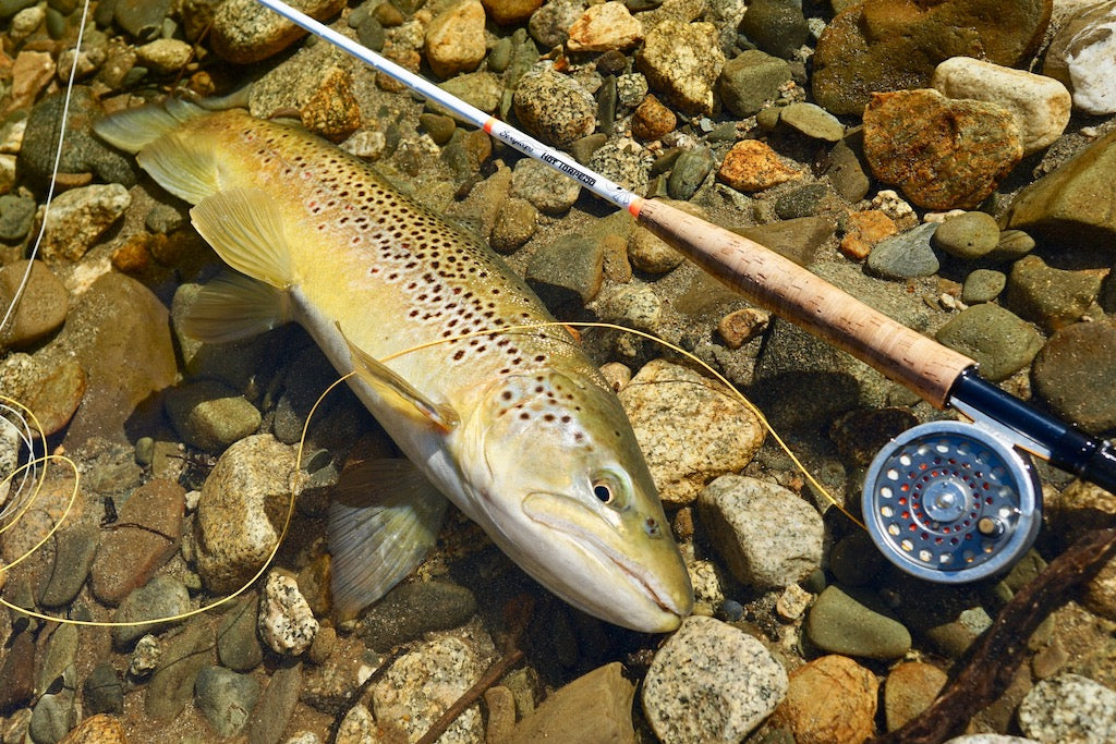 Mayfly Emerger/Cripple